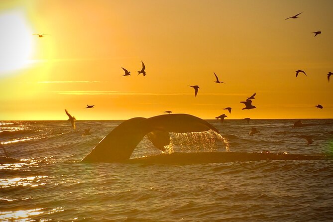 Big Whales & Puffins RIB boat tour from Húsavík - Responsible whale watching: how close viewing stays respectful