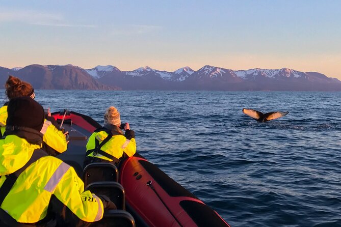 Big Whales & Puffins RIB boat tour from Húsavík - What to pack: the cold-weather checklist that saves your trip