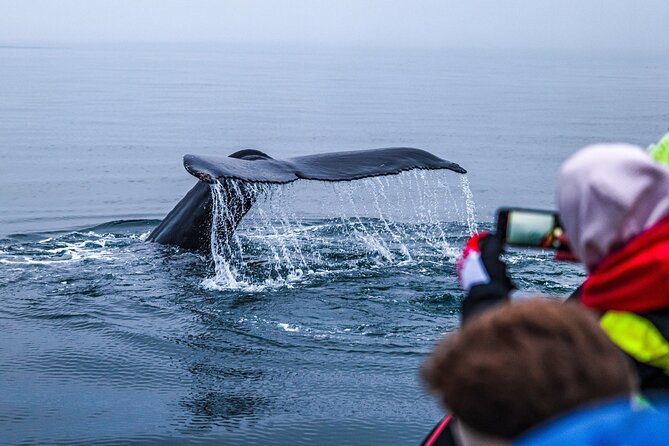 Big Whales & Puffins RIB boat tour from Húsavík - Price and value: is $203.16 worth it for 2 hours?