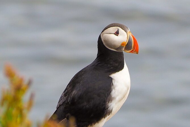 Big Whales & Puffins RIB boat tour from Húsavík - Who this Húsavík RIB tour fits best