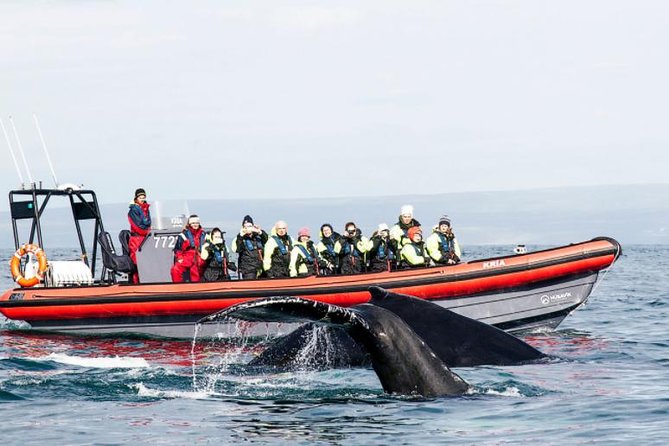 Big Whales & Puffins RIB boat tour from Húsavík - Two-person crew, small boat seats, and the gear that actually works