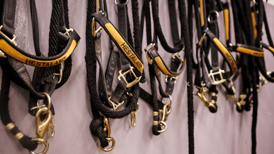 Borgarnes: Horseback Riding Tour with Prep Lesson - Meeting Your Horse: How Comfort Changes the Ride