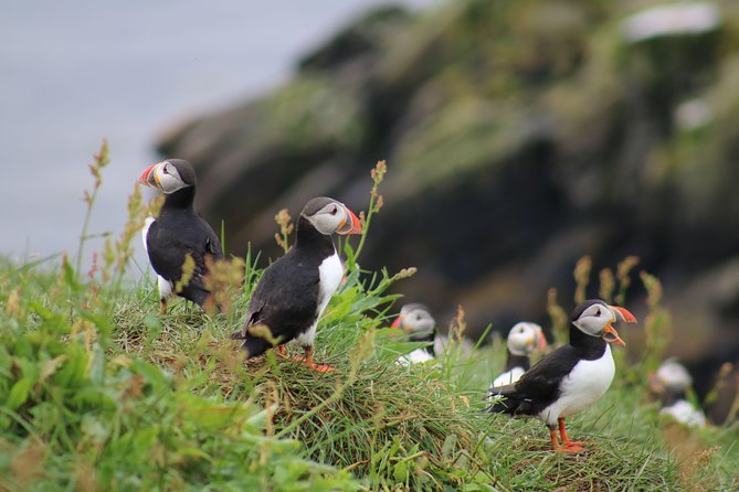 Classic Puffin Watching Cruise from Downtown Reykjavík - Key things I’d plan around