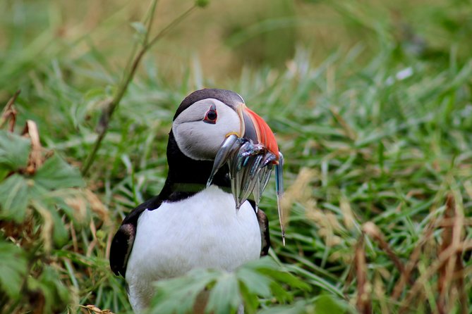 Classic Puffin Watching Cruise from Downtown Reykjavík - Puffin magic, minus the long drive