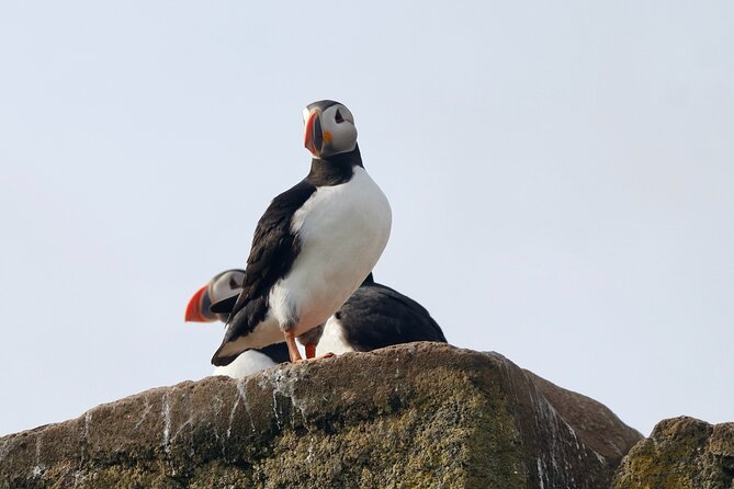 Classic Puffin Watching Cruise from Downtown Reykjavík - How close you really get, and what it means for photos