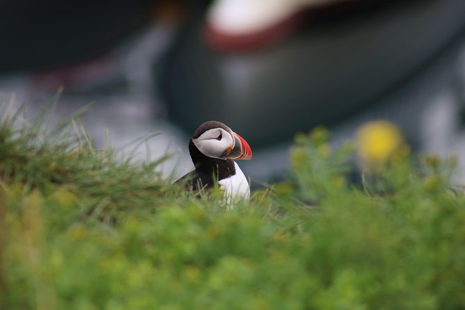 Classic Puffin Watching Cruise from Downtown Reykjavík - What’s included (and what you need to bring)