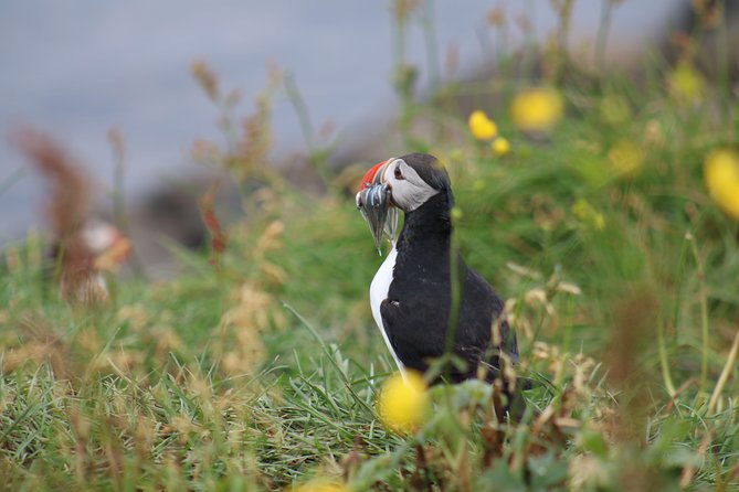 Classic Puffin Watching Cruise from Downtown Reykjavík - What you’ll likely see: puffins, fishing, and the rhythm of breeding season