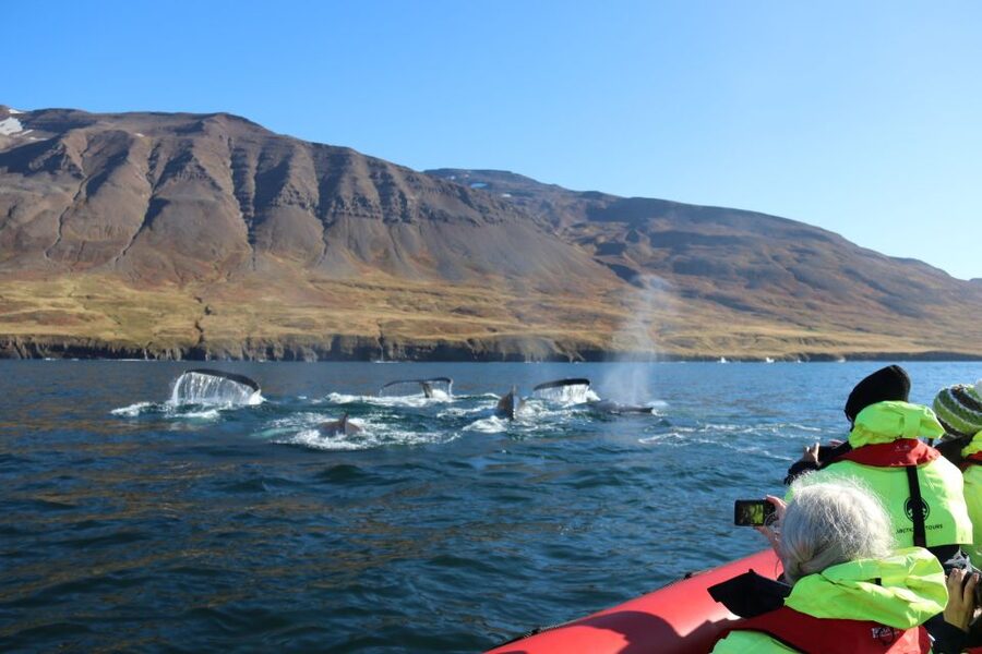 Dalvík: Whale Watching Speedboat Tour - Key points before you go