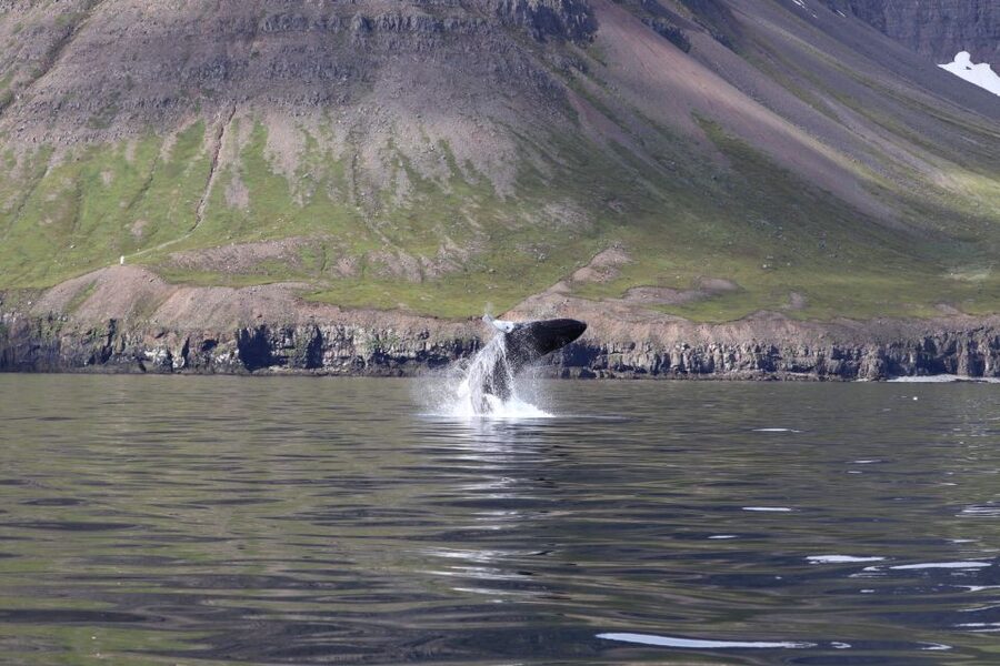 Dalvík: Whale Watching Speedboat Tour - Should you book this tour?