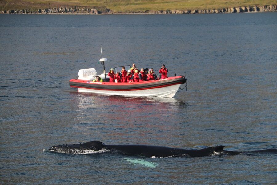 Dalvík: Whale Watching Speedboat Tour - Your 2 hour game plan on the water