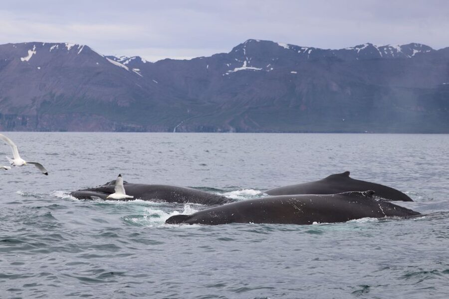 Dalvík: Whale Watching Speedboat Tour - What you can spot: humpbacks, dolphins, seals, and more