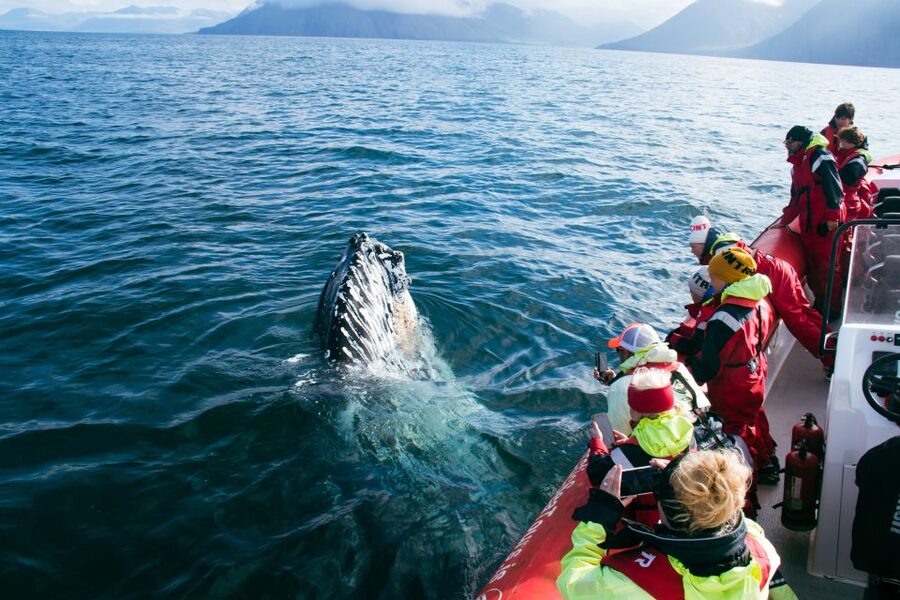 Dalvík: Whale Watching Speedboat Tour - Eyjafjordur views and puffins during April to August