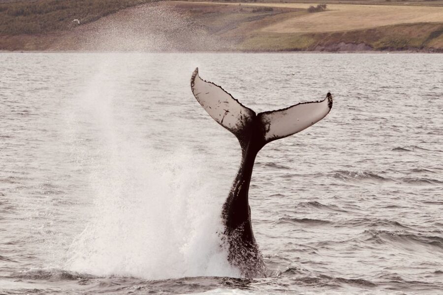 Dalvík: Whale Watching Speedboat Tour - What gear you get, and what you still need to bring