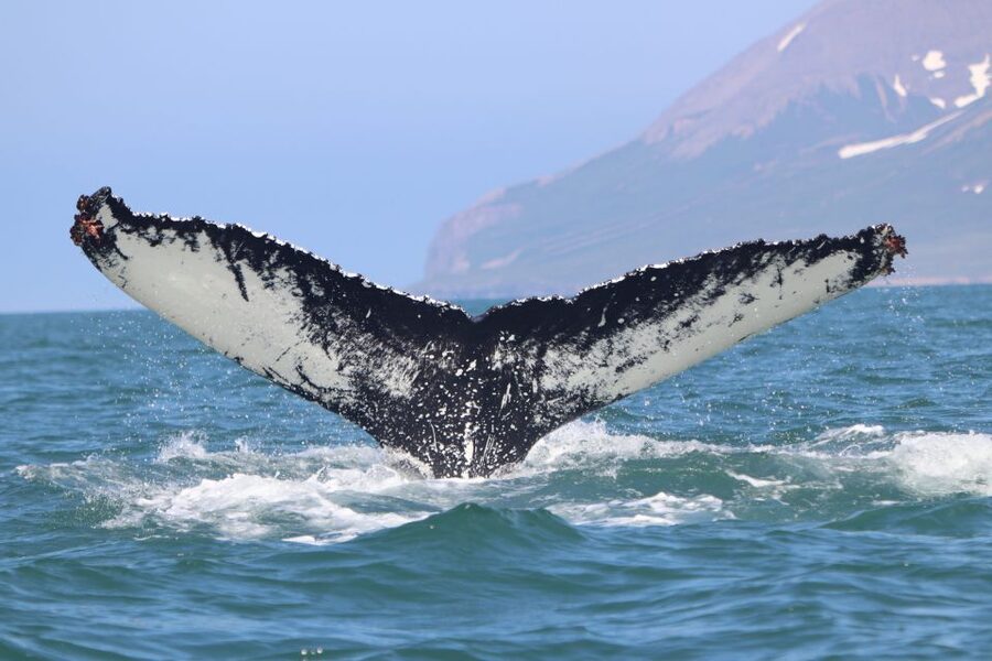 Dalvík: Whale Watching Speedboat Tour - Price and value: is $165 per person fair?