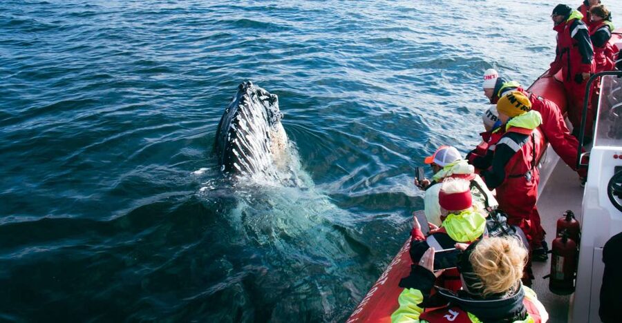 Dalvík: Whale Watching Speedboat Tour - The rib speedboat experience, with comfort you’ll appreciate