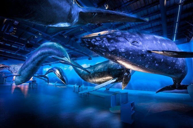 Deluxe Whale Watching and Whales of Iceland Exhibition Combo from Reykjavik - Key Highlights You Should Know
