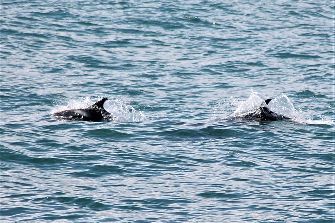 Deluxe Whale Watching and Whales of Iceland Exhibition Combo from Reykjavik - On the Boat Comfort Checklist: heated cabins, overalls, and seasickness help