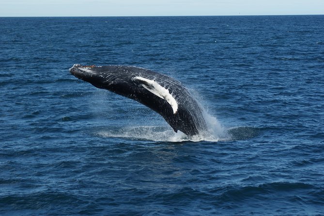 Deluxe Whale Watching and Whales of Iceland Exhibition Combo from Reykjavik - What You Can Spot: minke, humpback, and smaller ocean visitors