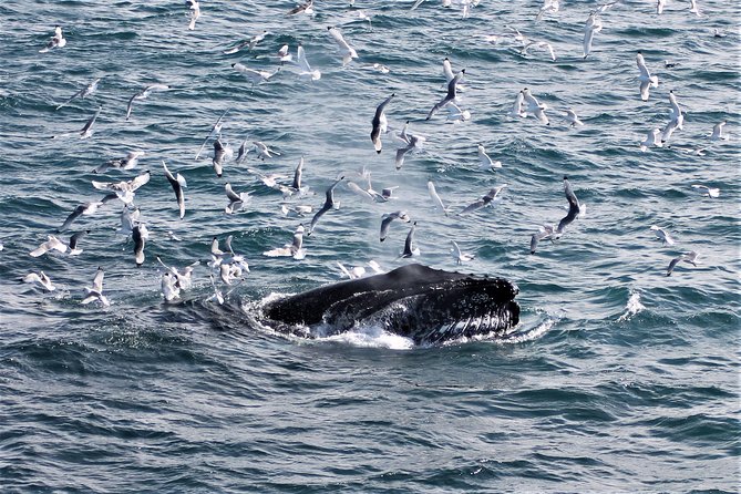 Deluxe Whale Watching and Whales of Iceland Exhibition Combo from Reykjavik - Seasickness Reality Check: comfort is included, but weather still rules