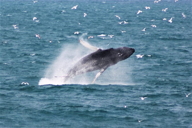 Deluxe Whale Watching and Whales of Iceland Exhibition Combo from Reykjavik - The Cruise Timing: how the trip flows across the Atlantic