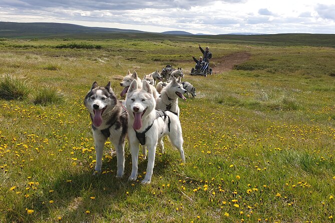 Dog Sledding and Mushing Experience by Siberian Husky in Iceland - Key things I’d clock before you go