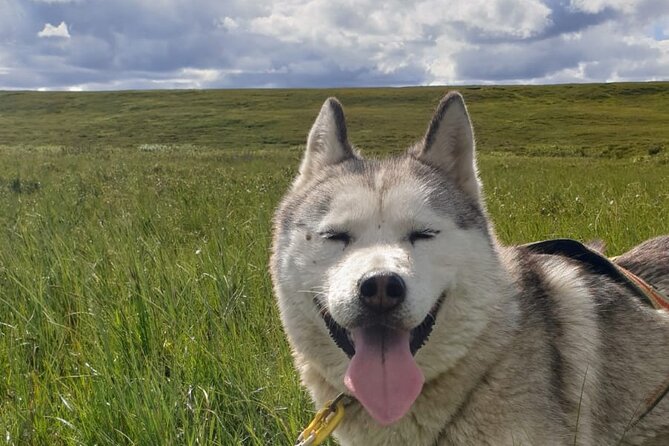 Dog Sledding and Mushing Experience by Siberian Husky in Iceland - Dry-land mushing near Akureyri, between Akureyri and Lake Mývatn