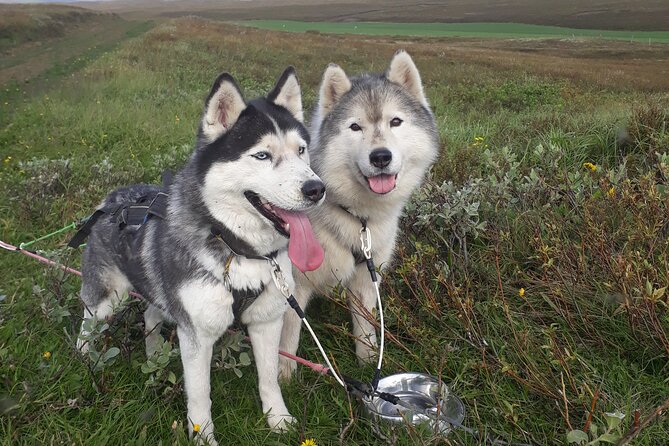 Dog Sledding and Mushing Experience by Siberian Husky in Iceland - Meeting at Snow DogsVallholt, what the morning flow looks like