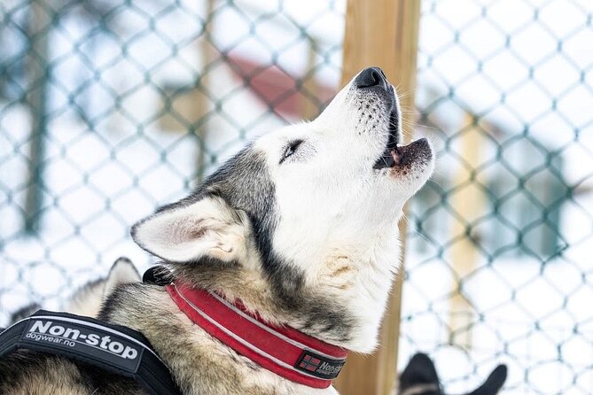 Dog Sledding Tour near Akureyri - Key moments worth circling