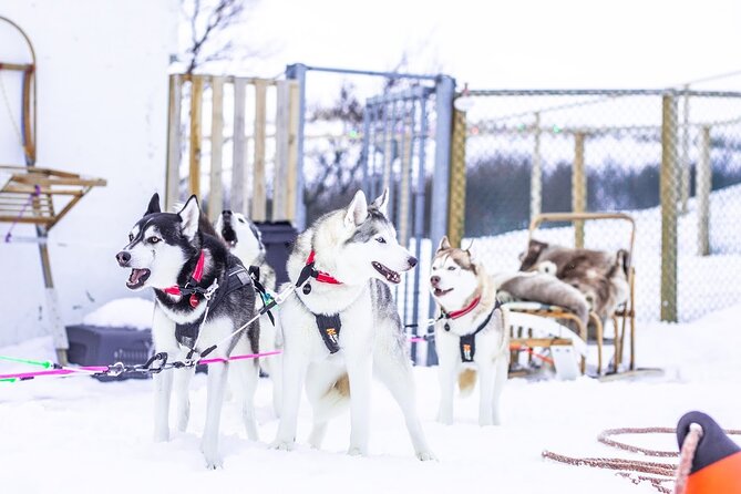 Dog Sledding Tour near Akureyri - Akureyri husky sledding that feels personal, not rushed