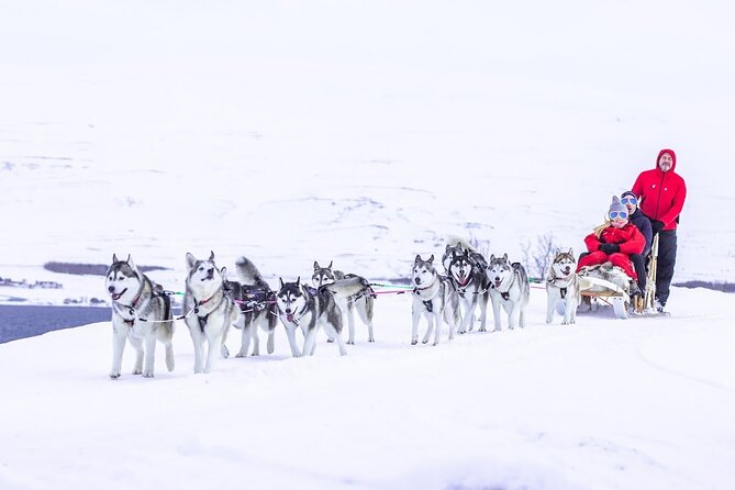 Dog Sledding Tour near Akureyri - Before you ride, you meet the dogs up close