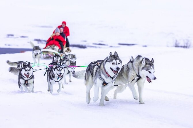 Dog Sledding Tour near Akureyri - The sled ride: woods, hills, and fjord views