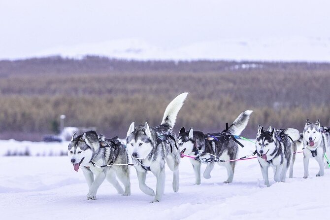Dog Sledding Tour near Akureyri - Back at the house: cuddling time and a warm drink