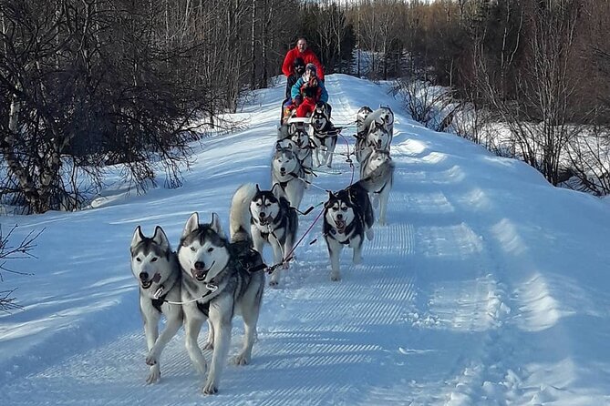 Dog Sledding Tour near Akureyri - Price and value: what $468.09 gets you