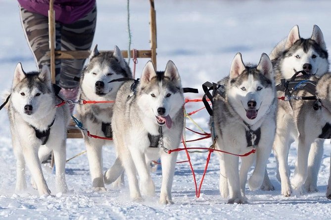 Dog Sledding Tour near Akureyri - Who this tour suits best