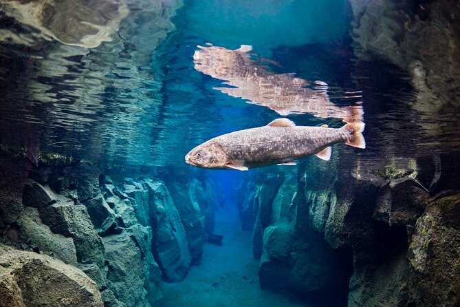 Double Snorkeling Adventure near Húsavík in North Iceland - Value check: is $274 per person worth it?