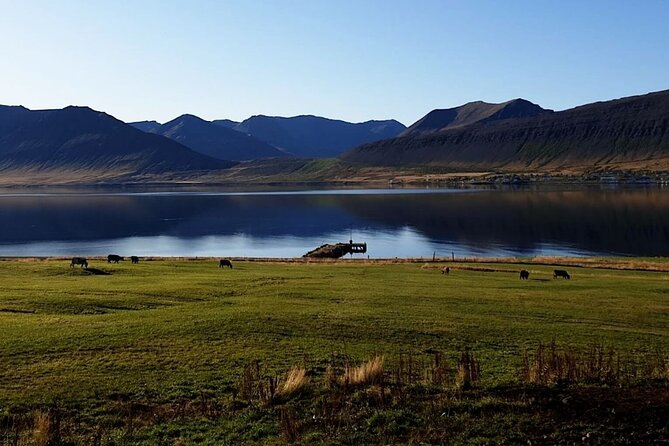 Dynjandi Waterfall & Iceland Farm Visit Tour - Stop 2, Gemlufell Farm near Þingeyri: Animals, Treats, and Real Farm Life