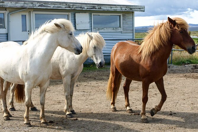 Experience Countryside of Iceland by Horseback Riding - Getting kitted at Alhestar, what’s included and what you must bring