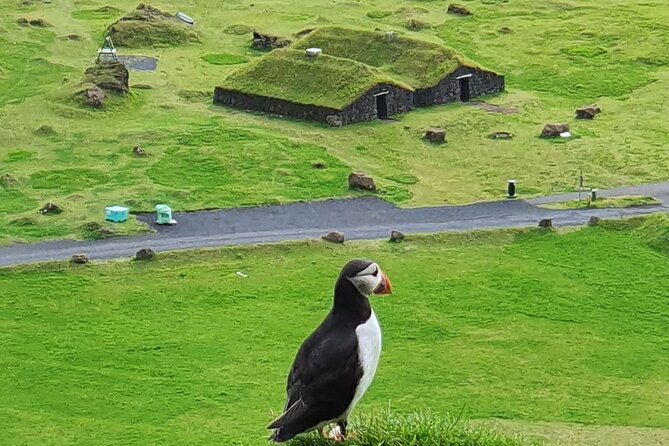 Eyjascooter Puffin Tour in Iceland - Key things to know before you go
