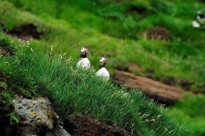 Eyjascooter Puffin Tour in Iceland - Eyjascooter Puffin Tour on Heimaey Island, what makes it different