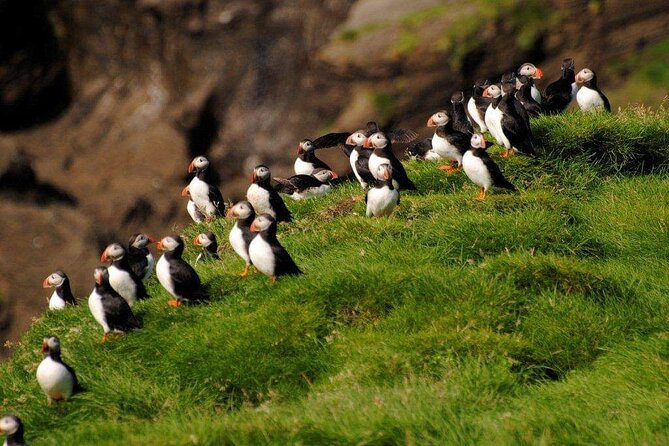 Eyjascooter Puffin Tour in Iceland - Safety gear, scooter comfort, and why the instruction matters