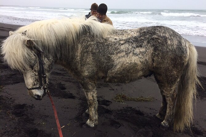 Family Horse Riding Tour in Thorlakshofn - Price check: is $180 good value for this kind of Iceland riding?