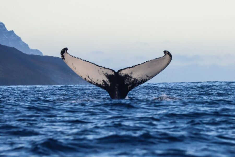 From Dalvik: Arctic Whale Watching in Northern Iceland - Key things I’d circle before you book