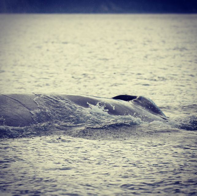 From Dalvik: Arctic Whale Watching in Northern Iceland - Who this tour fits best, and who might want another plan