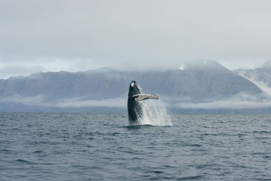 From Dalvik: Arctic Whale Watching in Northern Iceland - Dalvik and Eyjafjordur: why this part of Northern Iceland works