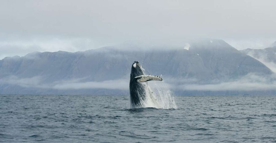From Dalvik: Arctic Whale Watching in Northern Iceland - The 3-hour rhythm: what happens during each stretch on the water