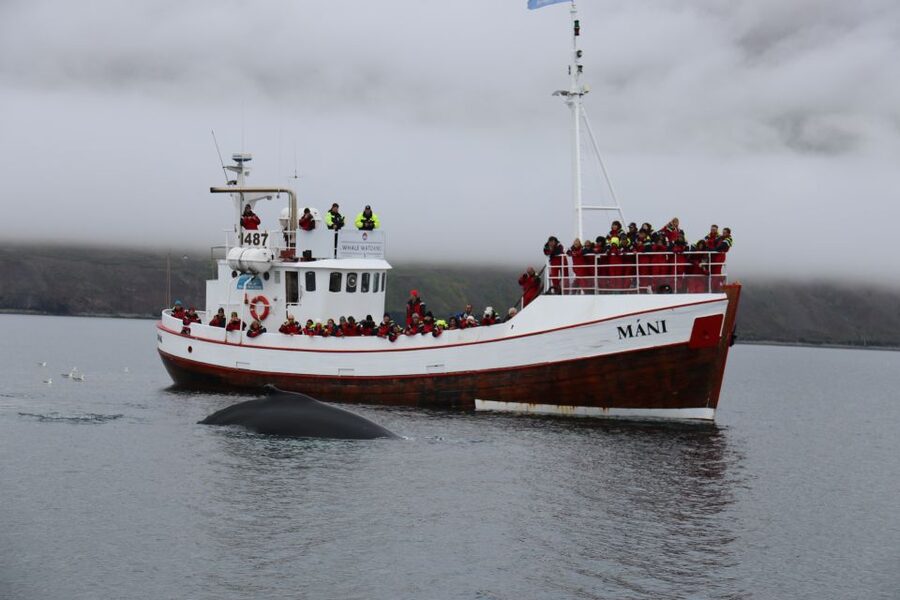 From Dalvik: Arctic Whale Watching in Northern Iceland - What you might see: minke, humpbacks, dolphins, and the occasional big surprise