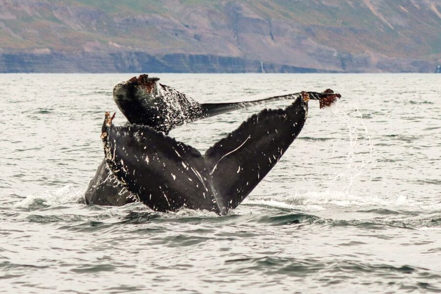 From Dalvik: Arctic Whale Watching in Northern Iceland - The best part might be how the crew spots whales