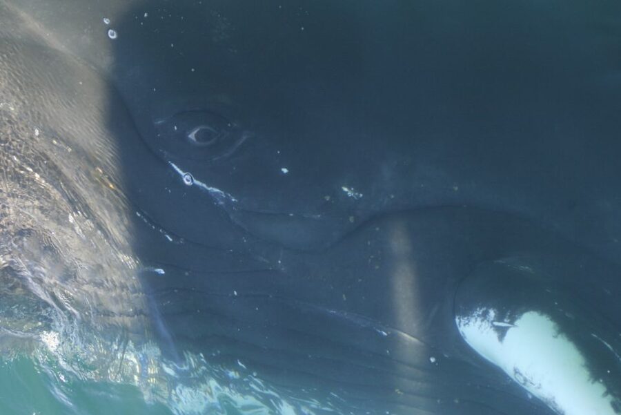 From Dalvik: Arctic Whale Watching in Northern Iceland - Snacking on the last stretch: small comfort, real morale boost