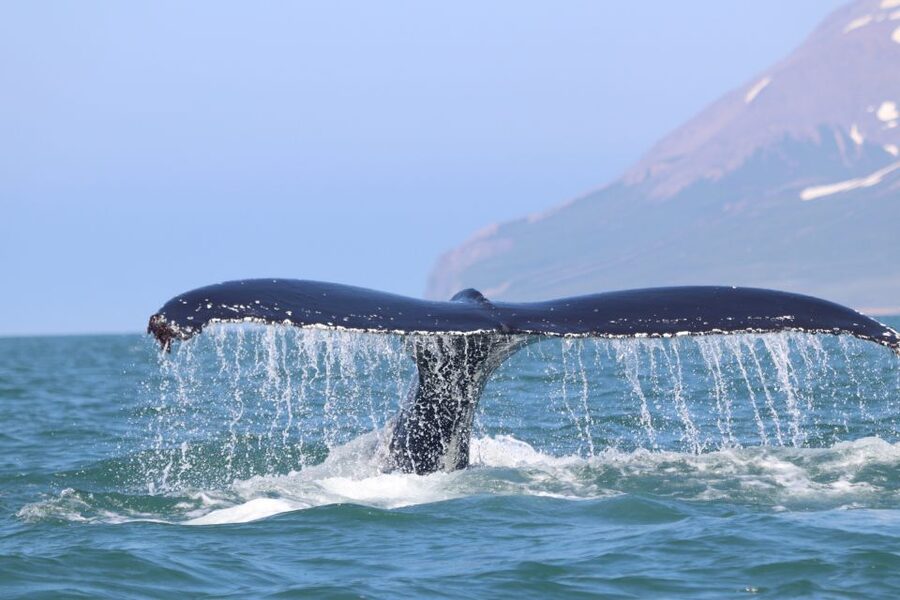 From Dalvik: Arctic Whale Watching in Northern Iceland - Price and value: is $94 for 3 hours worth it?