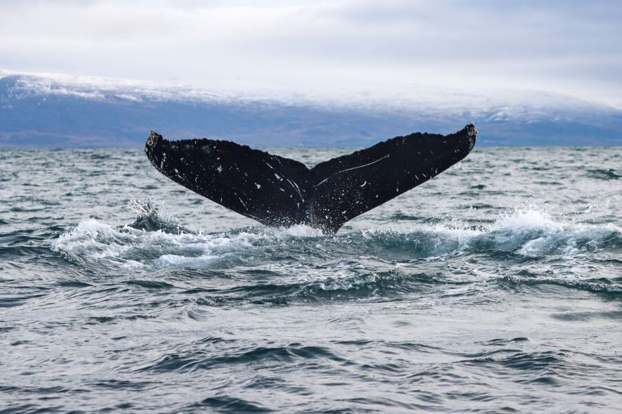 From Dalvik: Arctic Whale Watching in Northern Iceland - Weather and the small gamble you should accept